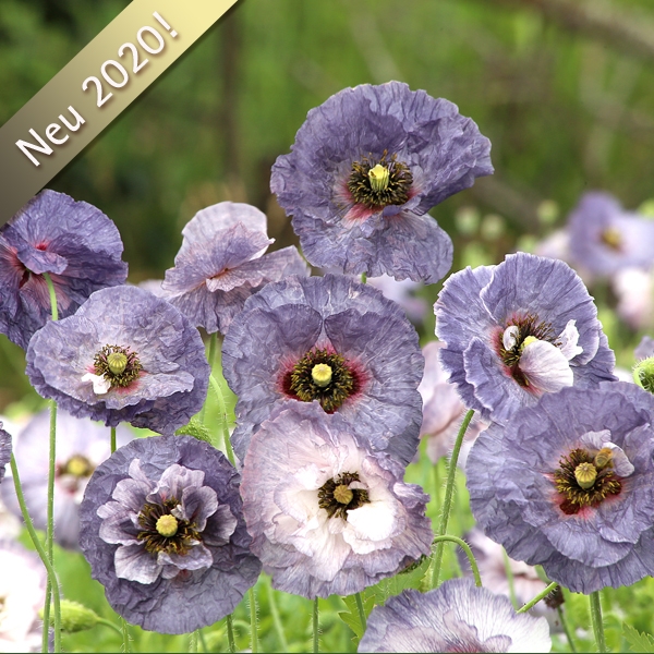 Mohn 'Amazing Grey'